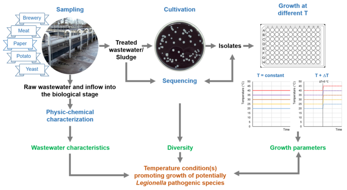 LegioGrowth- Effect of temperature conditions on the growth of ...